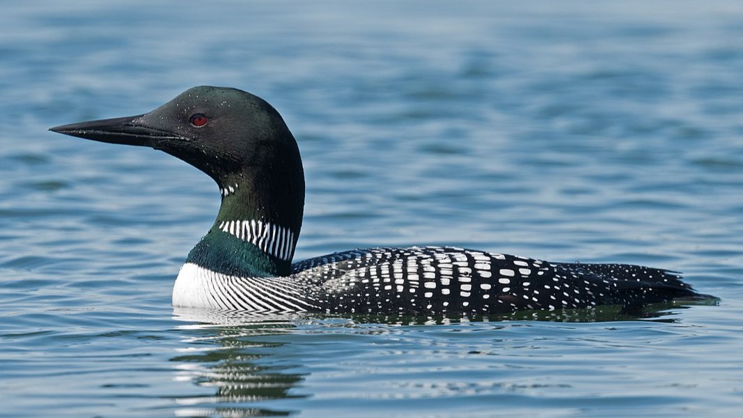 What Bird Was That?: Identifying Common Maine Seabirds