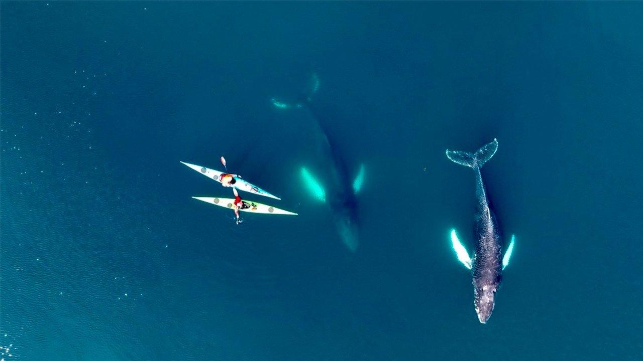 Movie Night: Sleeping Giants