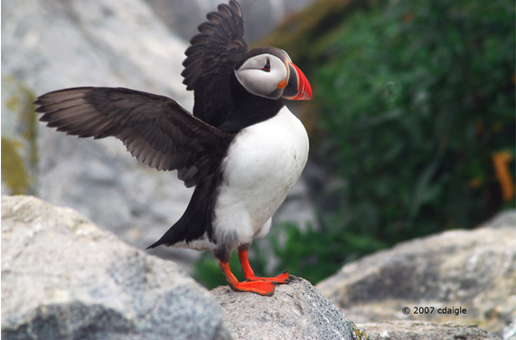 April, 2023: Birds of Maine’s Coast